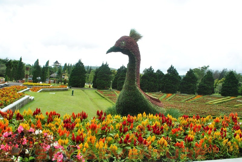 Taman Bunga Cianjur