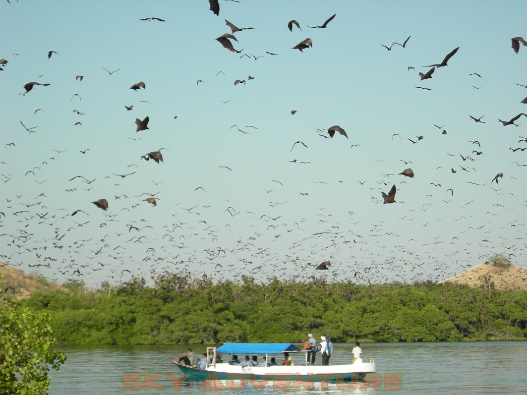 Pulau kalong atau desa kelalawar di flores