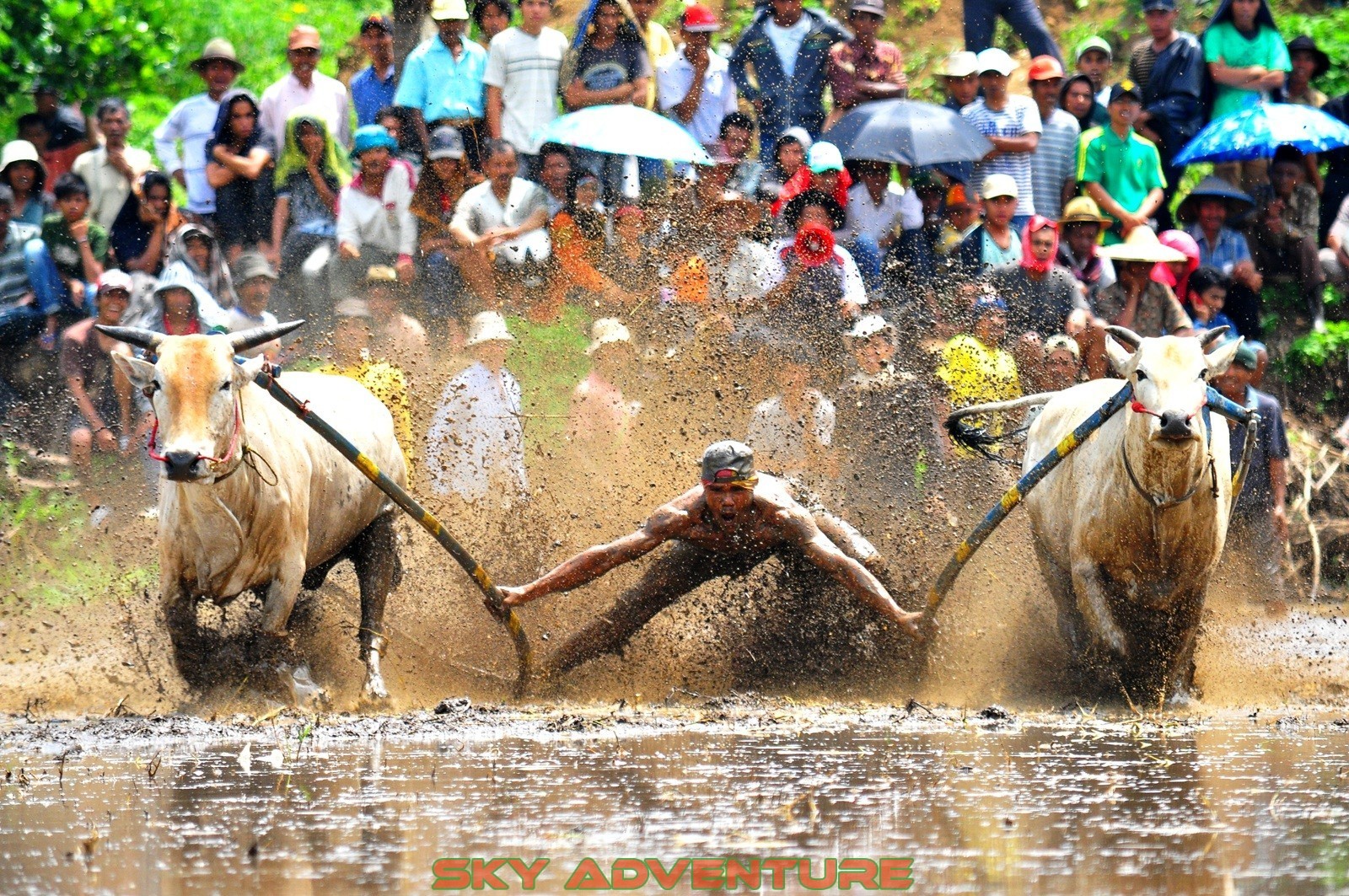 Pacu Jawi 