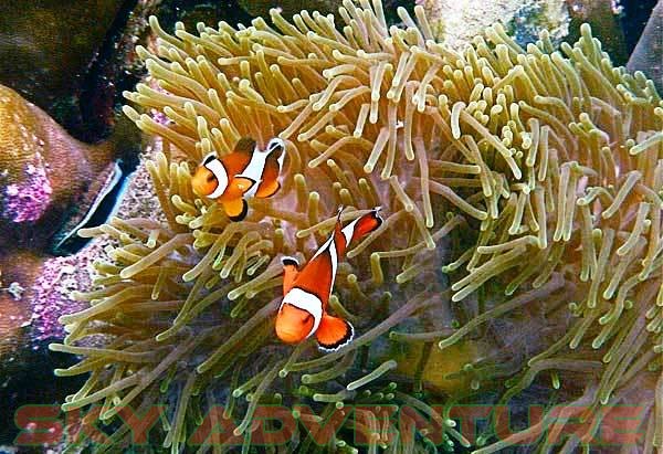 nemo