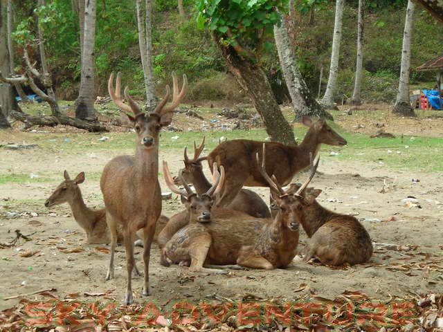 Cagar alam pananjung pangandaran