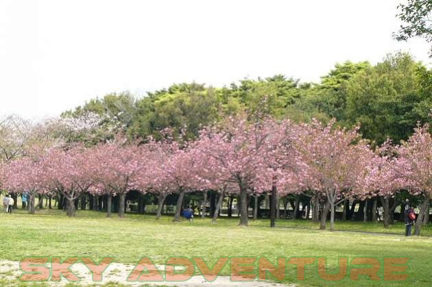 Kebun Raya Cibodas Cianjur Jawa Barat Bunga Sakura