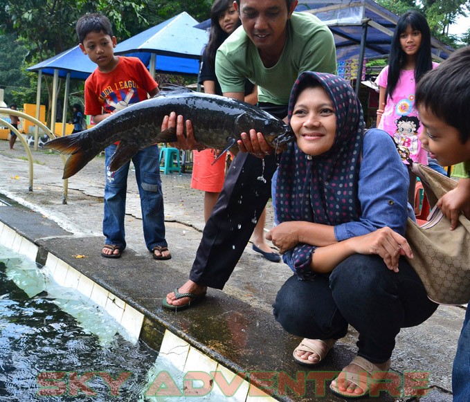 Wisata Pemandian Air Dinging Cibulan ikan dewa