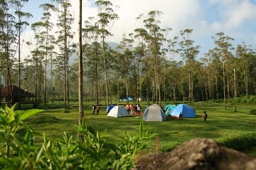 Yuk, Kamping Seru Bareng Keluarga di Ranca Upas, Ciwidey