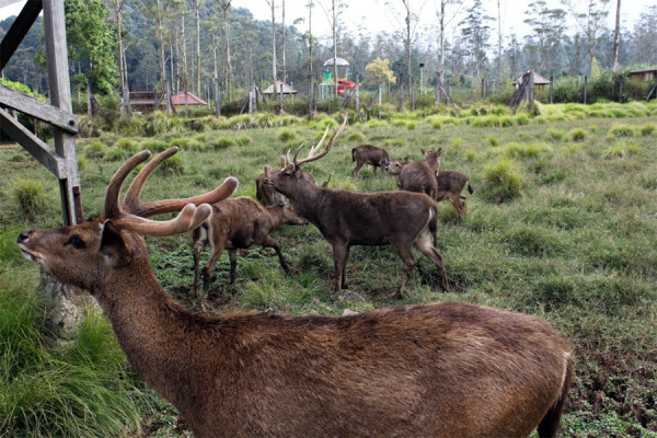 Yuk, Kamping Seru Bareng Keluarga di Ranca Upas, Ciwidey-rusa