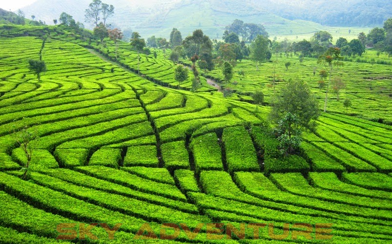Lokasi Outbound Pangalengan yang Menyejukkan Mata dan Pikiran kebun teh