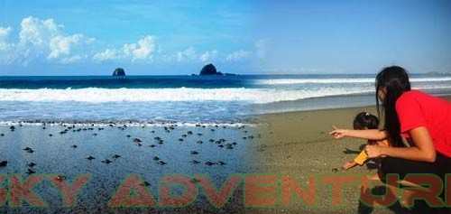 Serunya Menyambut Penyu Bertelur di Pantai Sukamade, Banyuwangi, Jawa Timur 3