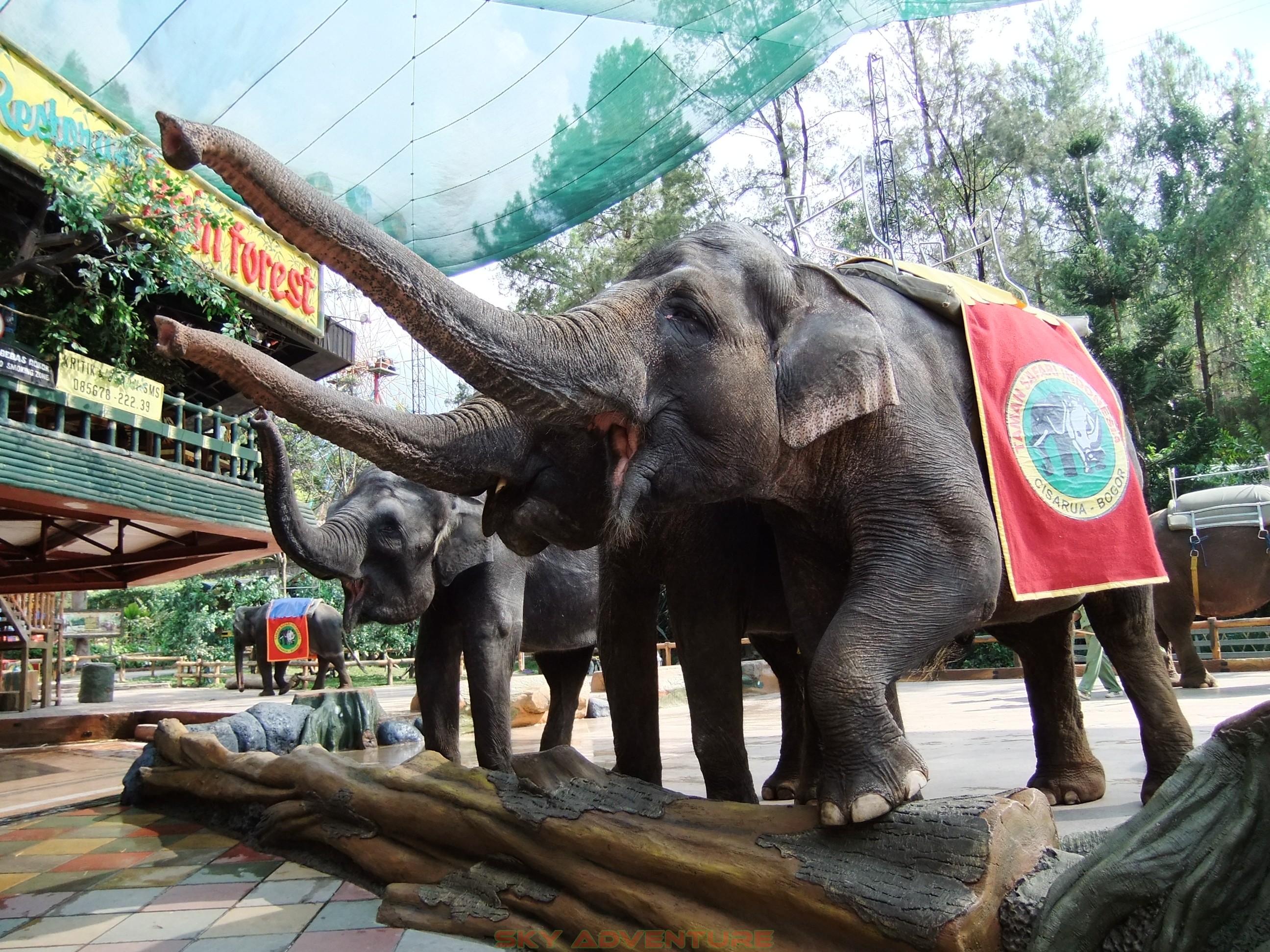 Wisata Mengenal Satwa di Taman Safari Indonesia OUTBOUND